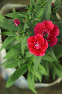Dianthus Red Dwarf